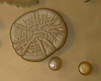 water bacteria water bacteria